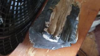 Petrified burned wood