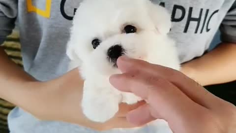 cute small size mini bichon