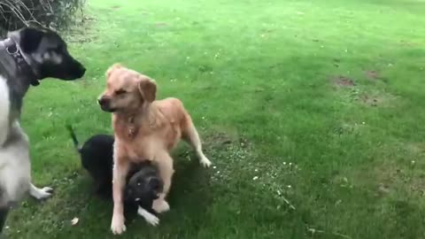 Kangal is attacked by a Golden Retriever.