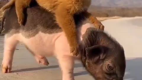 Fun with dog's best friend dog cute video