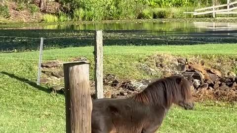 Watch funny miniature pony horse get his scratch on!