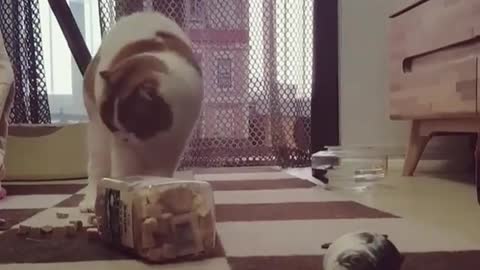 Cat Trying to get Her Food