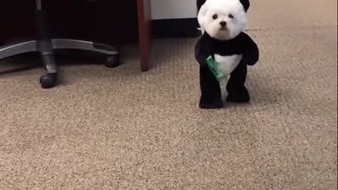 Cute cute puppy fancydress