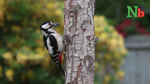 swan | toucan | robin | sunrise | woodpecker | macaw parrote