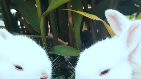 Three little rabbits