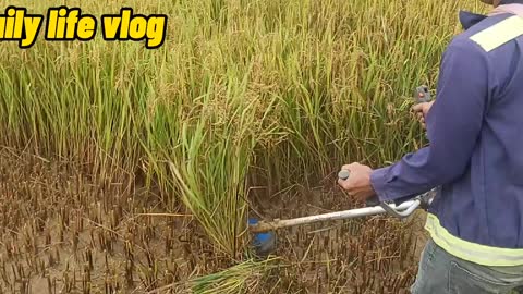 During the harvest season, you have to build a lawn mower to harvest rice