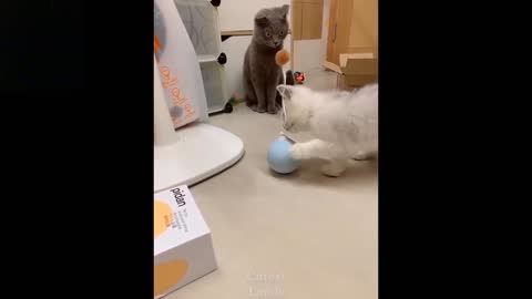 Cat Is Playing With His Brand New Toy (Laugh Together)