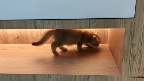 Adorable Golden Kitten catwalk