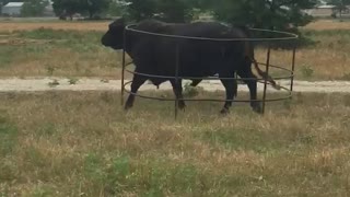 Bull Wanders A Farm With A Fence Stuck To Him
