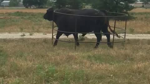 Bull Wanders A Farm With A Fence Stuck To Him