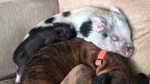 Piggies and dog sleeping on a sofa
