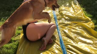 Joyful Dog Leaping Over Water Slide