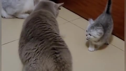 A cat hits another kitten and the mother of that kitten fights with this cat