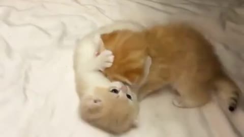 Small cats fighting 🐱❤️