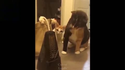 TRY NOT TO LAUGH CHALLENGE: Cats & Dogs funny videos.