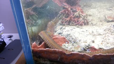 Guy Finds Huge Bristle Worm When Cleaning His Aquarium