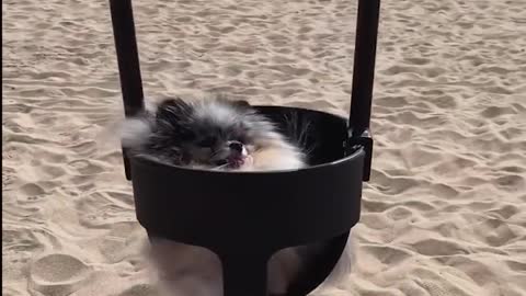 Mini Pomeranian and Funny and Cute Pomeranian Videos