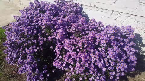 Beautiful day, bright, and beautiful flowers of Oktyabrinka
