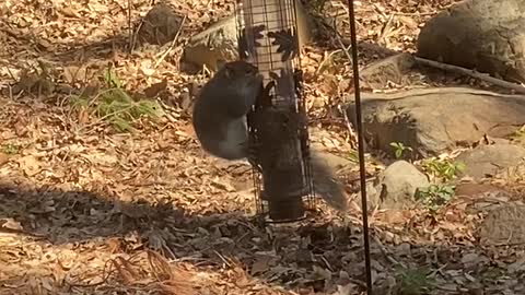 Hungry Squirrel Struggling