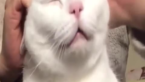 Aww❤️cute kitten really enjoy massage(cat massage 🐈😺)