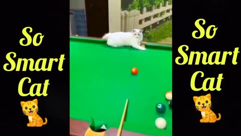 This cat is playing pool 😀, So Smart cat