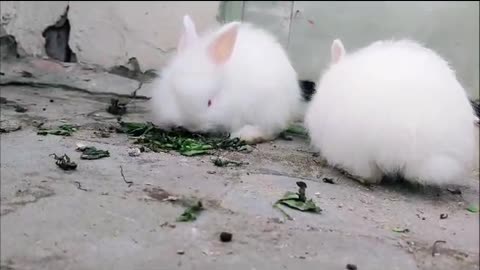 English Angora Rabbits