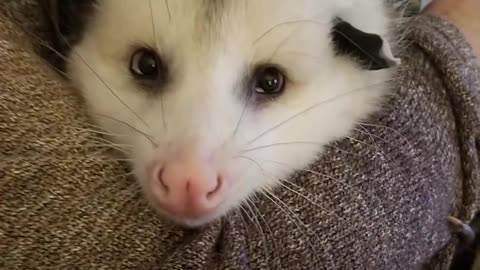 Woman Rescues Possum And Raises Him Like Her Own | The Dodo