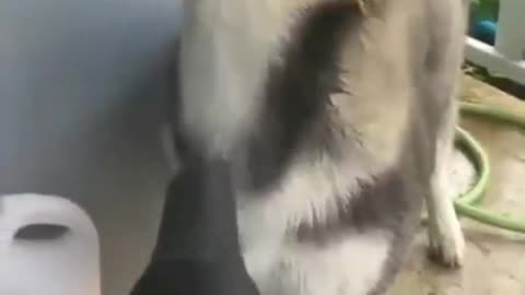 A funny husky