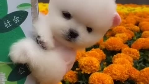 Lovely and Lovely and funny animals Lovely dog videos 2