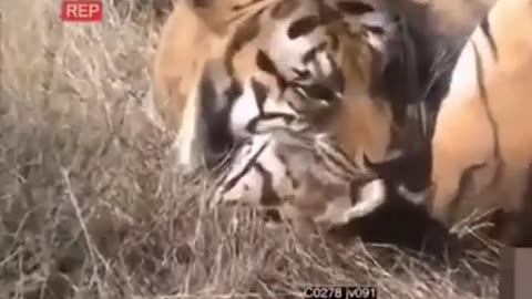 【Wild animals】What is the conclusion Tiger vs. tiger is too powerful😱
