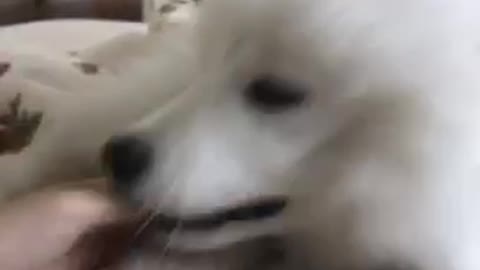 Baby Samoyed good morning