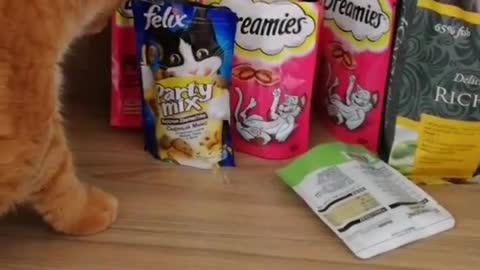 Fat cat eats snacks