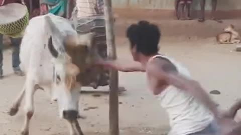 Angry cow