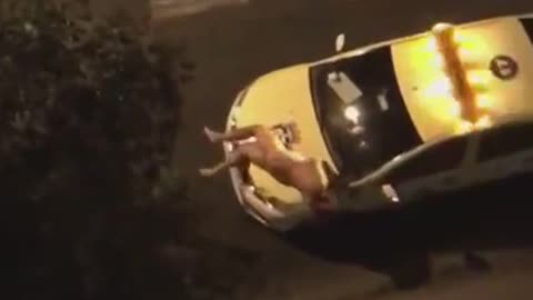 Drunk Guy Knocks Himself Out