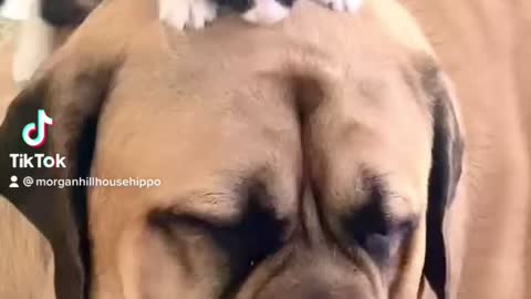 Mastiff showing patience