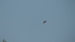 277 Toussaint Wildlife - Oak Harbor Ohio - Turkey Vulture In Flight