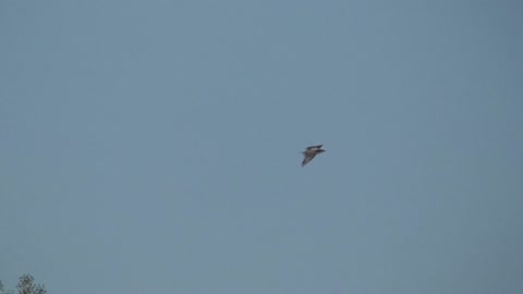 277 Toussaint Wildlife - Oak Harbor Ohio - Turkey Vulture In Flight