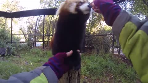 Cute and funny red pandas