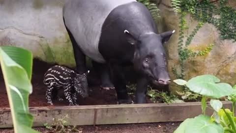 German Zoo Celebrates The Birth Of An Adorable And Endangered Malayan Tapir Cub