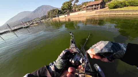 Clear Lake Bass Fishing Spinner bait bite.