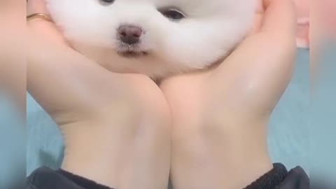 Funny Dog,Amazing Pets 🤣🤣🤣