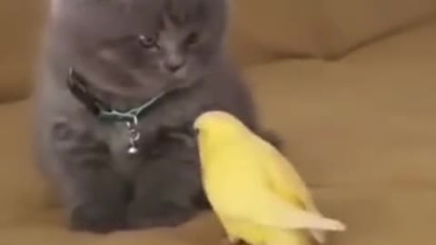 Kitty Loves Parrot