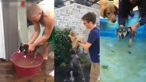 Cute Dogs Air Swimming