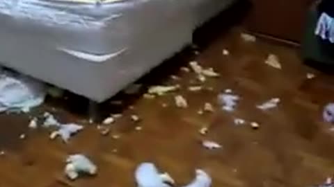 funny dog ​​chico destroyed the room