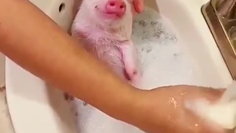 Piglet Takes A Bath