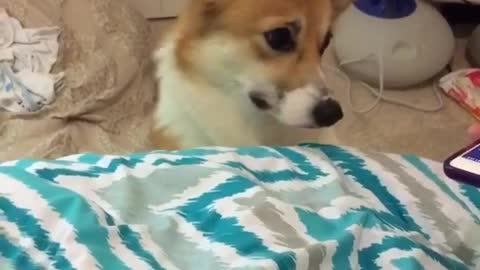 Corgi wakes up to her all-time favorite song