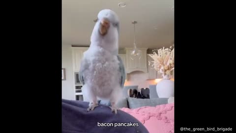 Parrot is into Making, Baking Pancakes