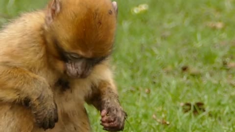 fun with monkey| monkey funny video| Cute monkey