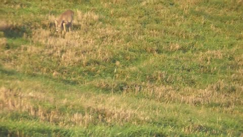 Forest roe deer resting in the field