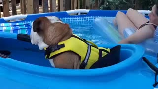 Bulldog in a Canoe